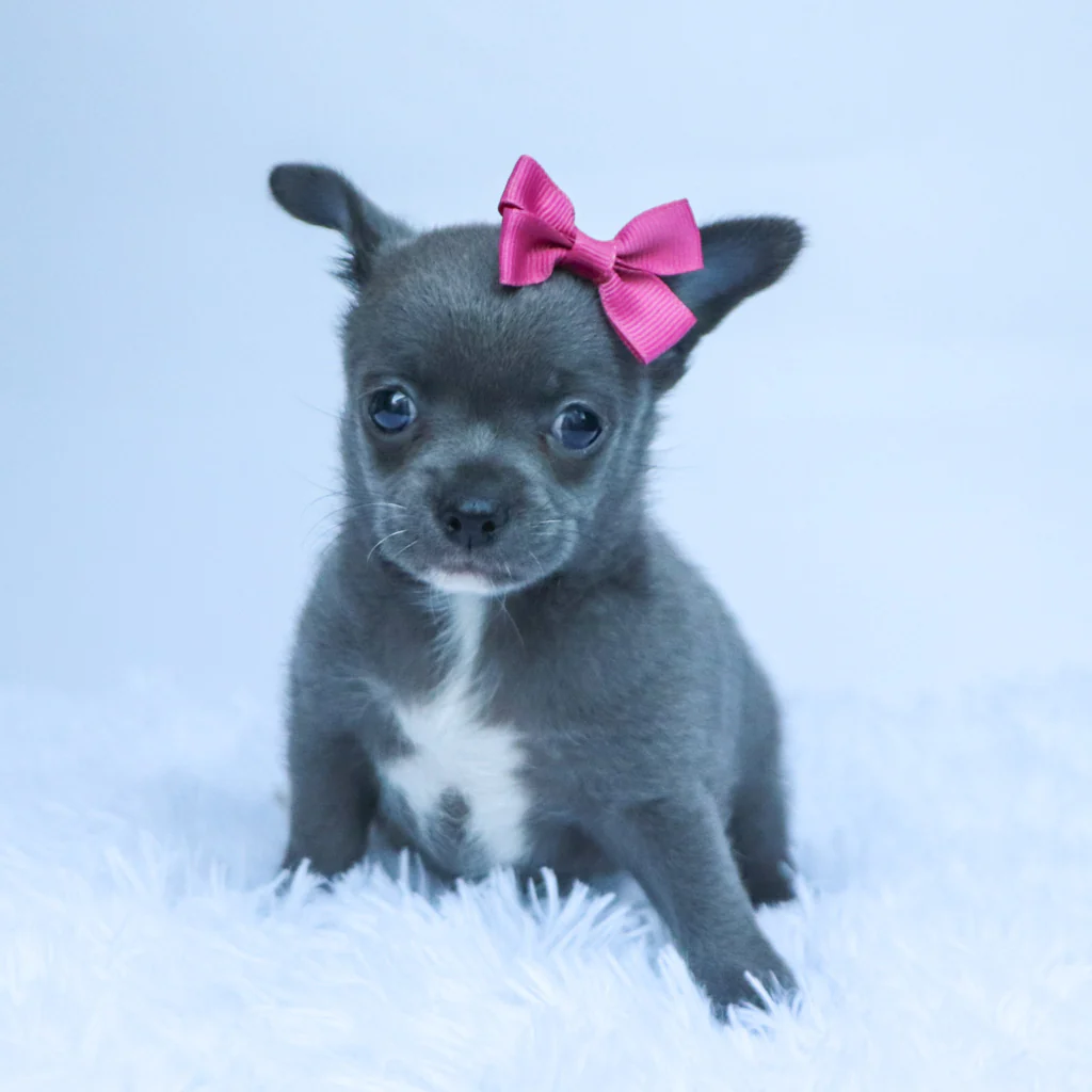 Female Micro Teacup Chihuahua- Dory