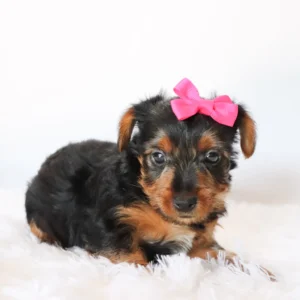 Female Teacup-Toy Yorkie- Ebony