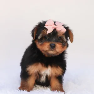 Female Teacup-Toy Yorkie- Elena