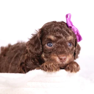 Female Teacup-Toy Poodle- Gianna