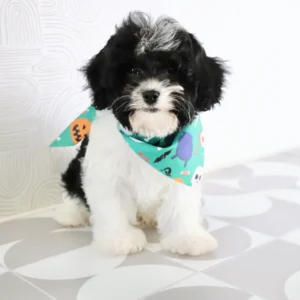 Male Cavapoo- Brandon