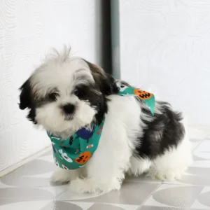 Male Imperial Shih Tzu- Edwin
