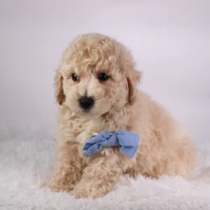 Male Teacup-Toy Poodle- Kane