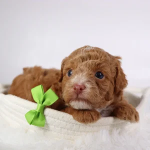 Male Teacup-Toy Poodle- Logan