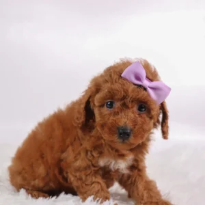 Female Teacup-Toy Maltipoo- Marsha