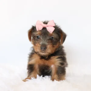 Female Teacup-Toy Yorkie- Rainy
