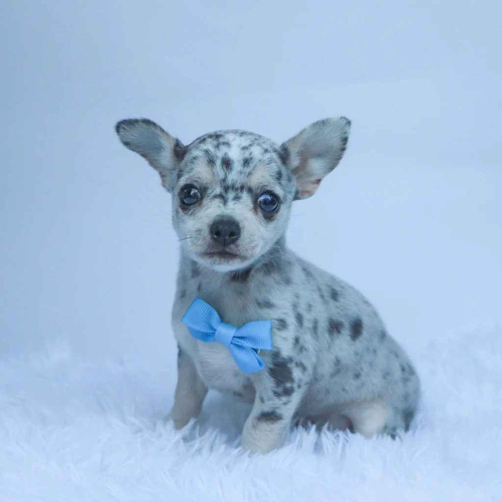 Female Micro Teacup Chihuahua- Timoni