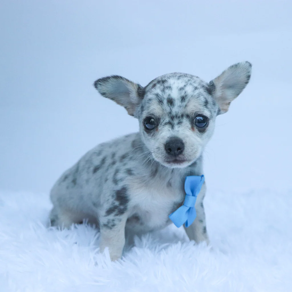 Female Micro Teacup Chihuahua- Timoni - Image 3