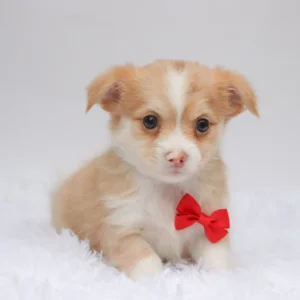 Male Teacup Chihuahua- Troy