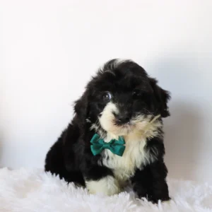 Male Mini Sheepadoodle- Weston